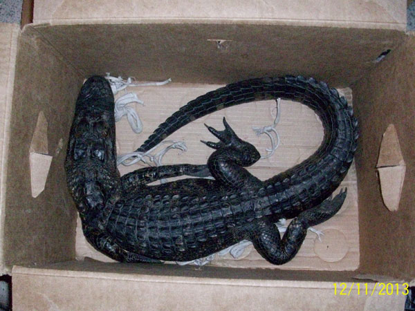 This alligator was offered in a trade for beer. (Source: FWC)
