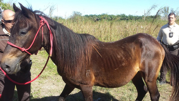 A Paso Gelding found neglected in a Miami-Dade field. A total of ten horses were discovered on Jan. 17, 2014 and rescued by the South Florida SPCA. (Source: South Florida SPCA)