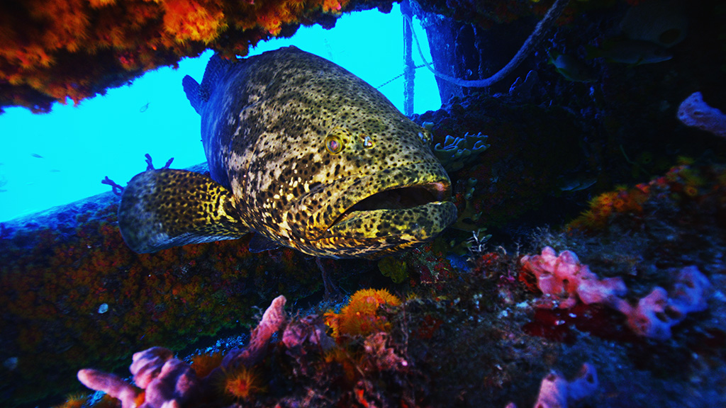Aquarius has a year round resident.  This goliath grouper is actually endangered.  He’s quite friendly and curious.  You can literally swim right up to him and he won’t move. (Source: David Sutta/CBS4)