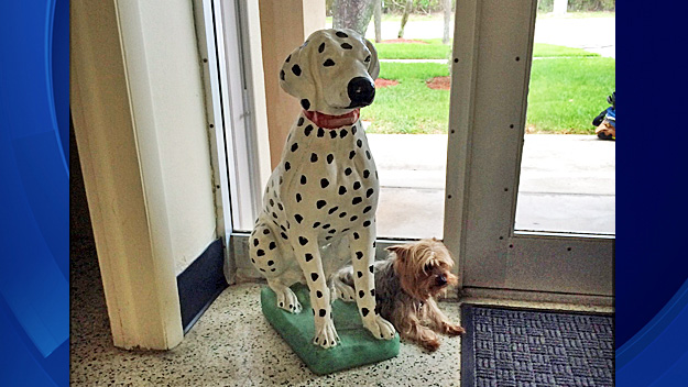 Yogi waiting for family to pick him up at the fire station. (Courtesy: Pompano Beach Fire Rescue)