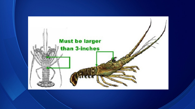How to measure a lobster (Source: Florida Fish and Wildlife Conservation Commission)