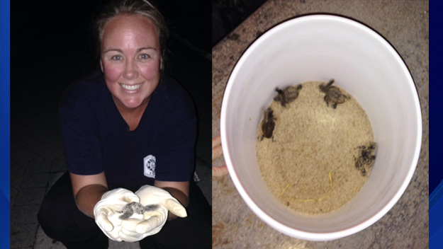 FF/paramedic Dominguez with a rescued baby turtle (left) Bucket filled with some of the baby turtles (right). (Source: Ft. Lauderdale Fire & Rescue)