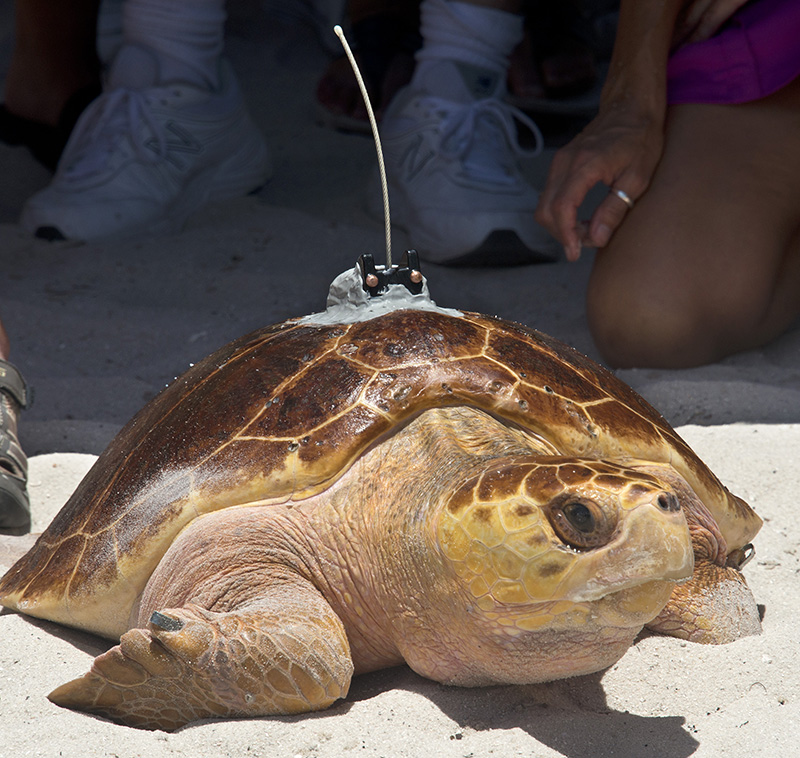 "Pine Tyme," a subadult loggerhead sea turtle fitted with a satellite tracking transmitter, gets her bearings on a Florida Keys beach before crawling into the Atlantic Ocean Friday, Aug. 15, 2014, in Marathon, Fla. Rehabilitated at the Keys-based Turtle Hospital, the 80-pound female turtle is the 11th and final turtle being tracked online during the Tour de Turtles, a three-month-long "race" organized by the Sea Turtle Conservancy.  (Andy Newman/Florida Keys News Bureau)