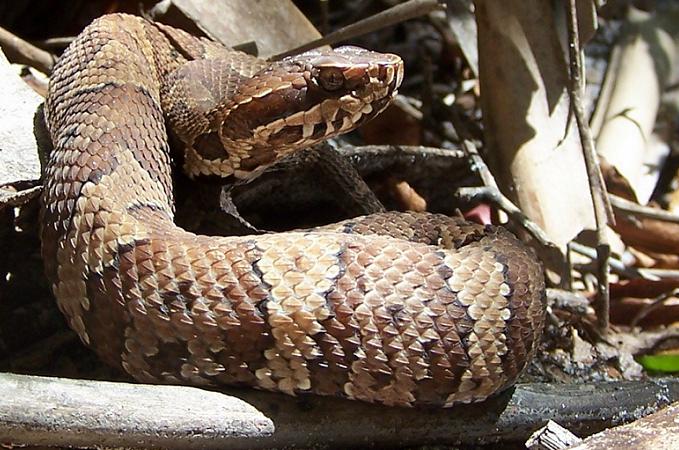 Pembroke Pines Woman Recovering After Water Moccasin Snake Bite – CBS Miami