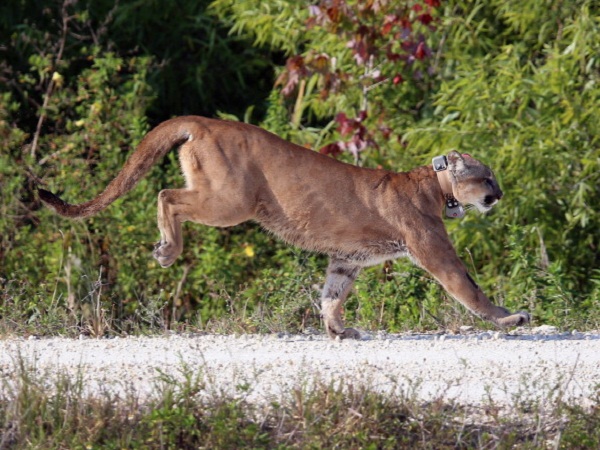 Officials: Florida Panther Struck And Killed By Vehicle