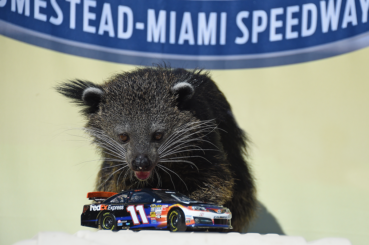 Bonsai the binturong choose Denny Hamlin as the winner of the 2014 Sprint Cup Series Championship. (Source: Zoo Miami)