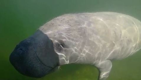 Manatee gets up close and personal with kayaker's camera. (Source: CBS4) 