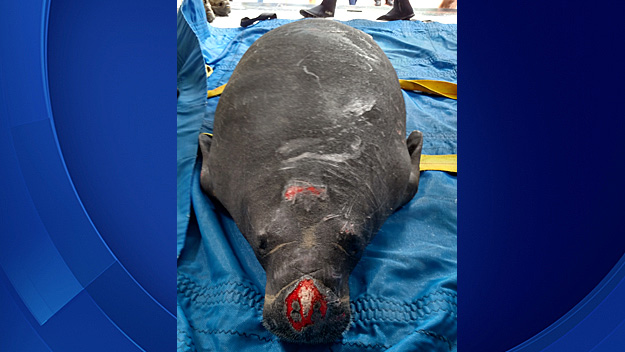 Firefighters were later able to find the manatee and position her on a special stretcher in which she was lifted out of the tunnel. (Courtesy: Fort Lauderdale Fire Rescue)