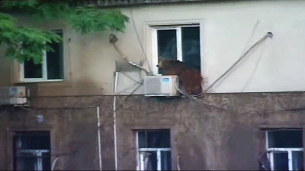 A bear was spotted hanging on top of an air conditioning unit. He was just one of hundreds of animals that escaped a zoo in Georgia after massive flooding destroyed the area and their enclosures. (Source: CBS4)