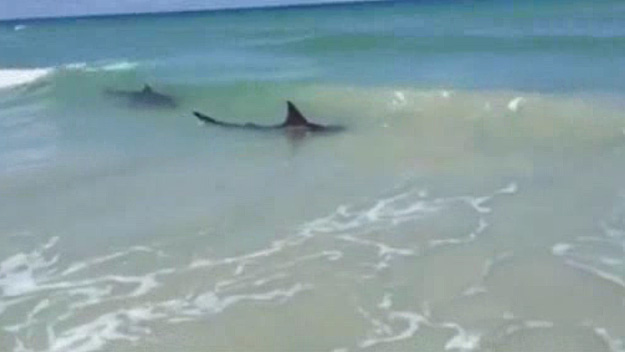 Sharks Attack 3 Surfers On New Smyrna Beach Cbs Miami