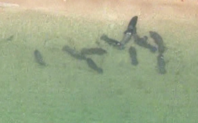 A mating herd of manatees on Pompano Beach (CBS4)