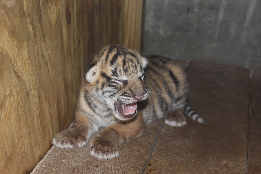 Male Sumatran tiger cub was born at Zoo Miami on Saturday, Nov. 14, 2015. He's been in seclusion with his mother 