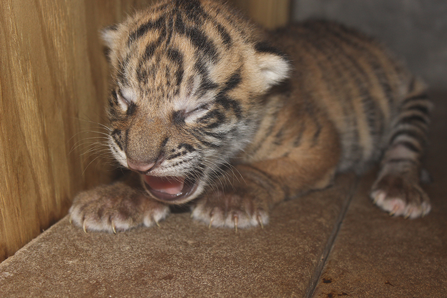 Male Sumatran tiger cub was born at Zoo Miami on Saturday, Nov. 14, 2015. He's been in seclusion with his mother 
