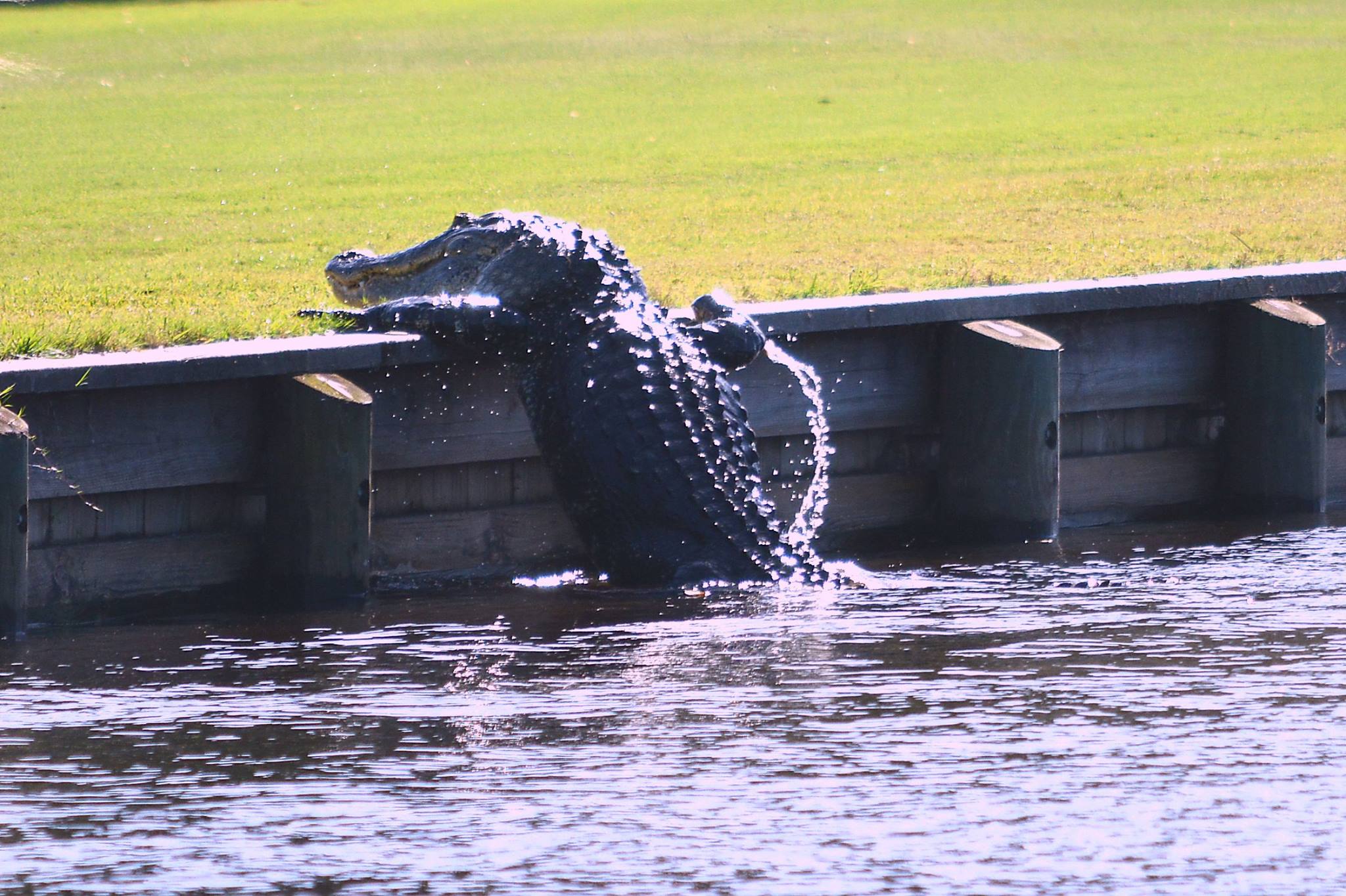 Goliath the alligator climbs out the water at Myakka Pines Golf Club in Englewood. Fla. (Source: Lynn Sarles/Facebook)