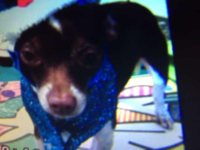 This is the little Chihuahua killed in the incident. (Source: Hank Tester)