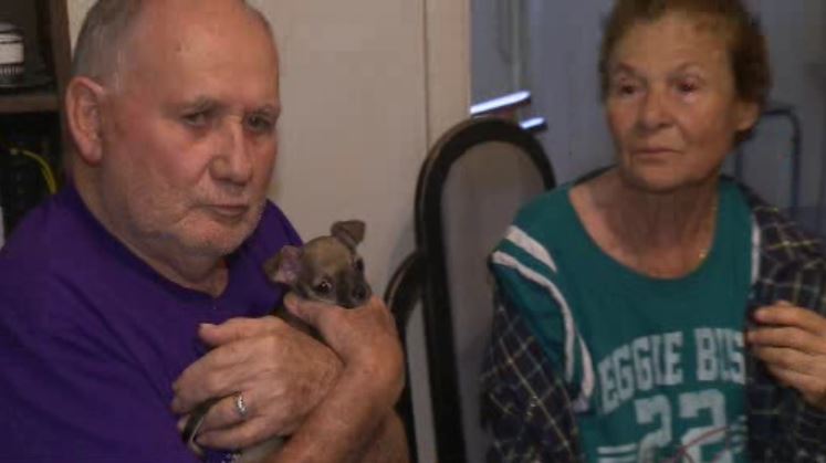 Elderly Couple Gifted Puppy After Pet Chihuahua Killed By Dogs ...