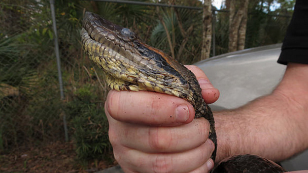 Green anaconda found in Melbourne.  (Source: Florida Fish And Wildlife) 