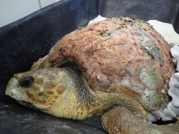 "Bubbles" was found sick with infection before her rehabilitation by The Turtle Hospital in Marathon, FL. (Source: The Turtle Hospital)
