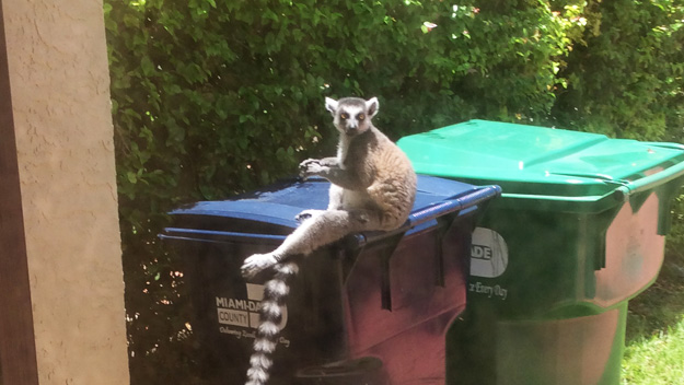 Victoria Valledor’s little sister snapped pictures of the animal outside their home off SW 56th Terrace and 140th Place on Monday. (Courtesy: Isabella Valledor)
