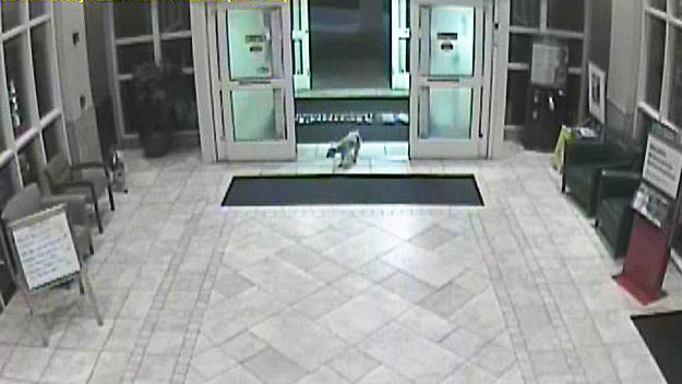 Surveillance video shows the schnauzer walking into the hospital through the main lobby just before 7 a.m. (Courtesy: Memorial Miramar Hospital)