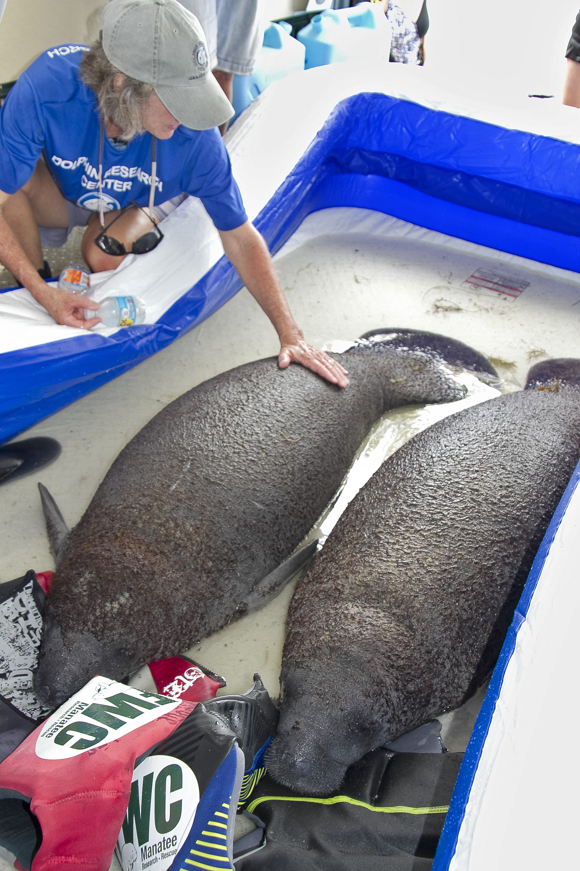 Twin baby manatees were rescued after their mother was killed due to a possible boat strike. (Kara Pascucci/Florida Keys News Bureau/HO)