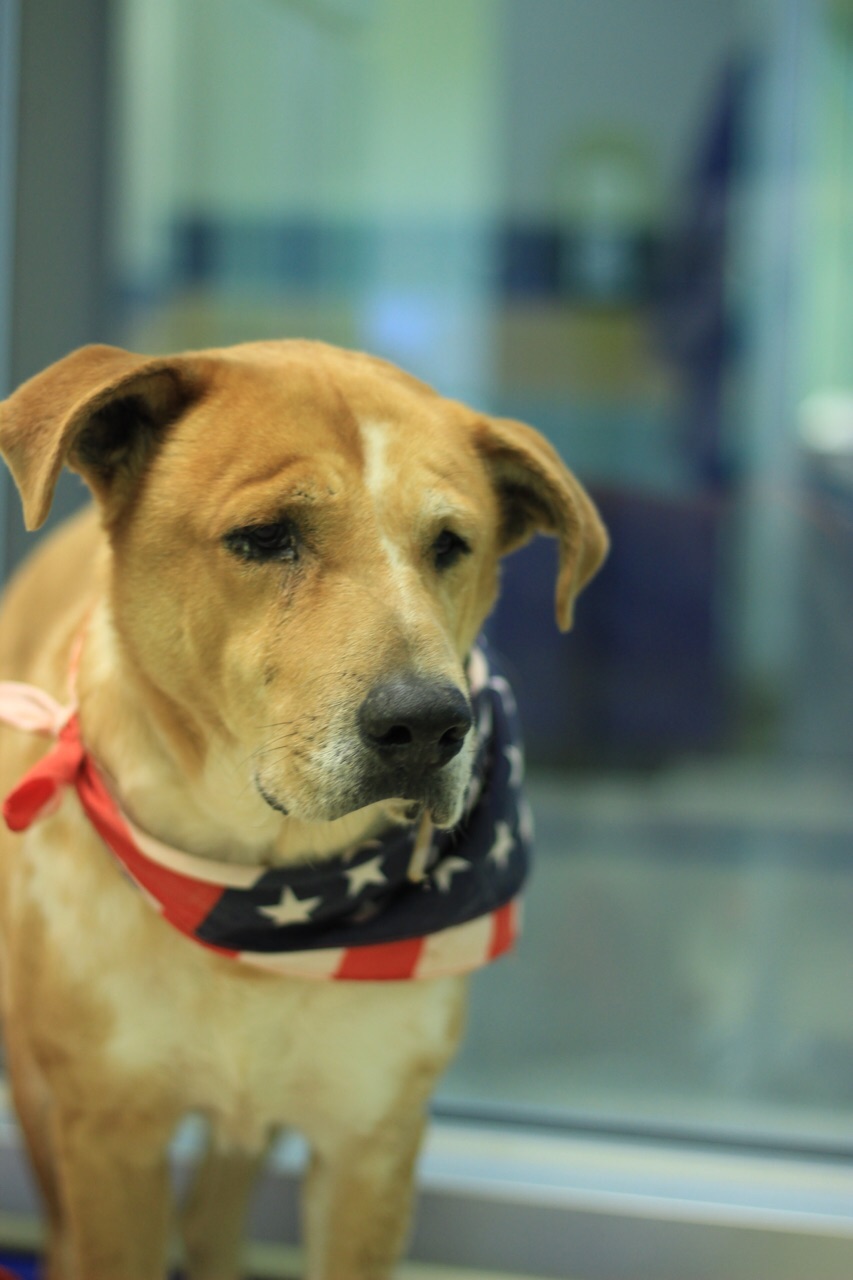 Carmelo is a male 7-year-old Shepherd Lab mix available for adoption at Miami-Dade Animal Services. (CBS4/Bianca Peters)