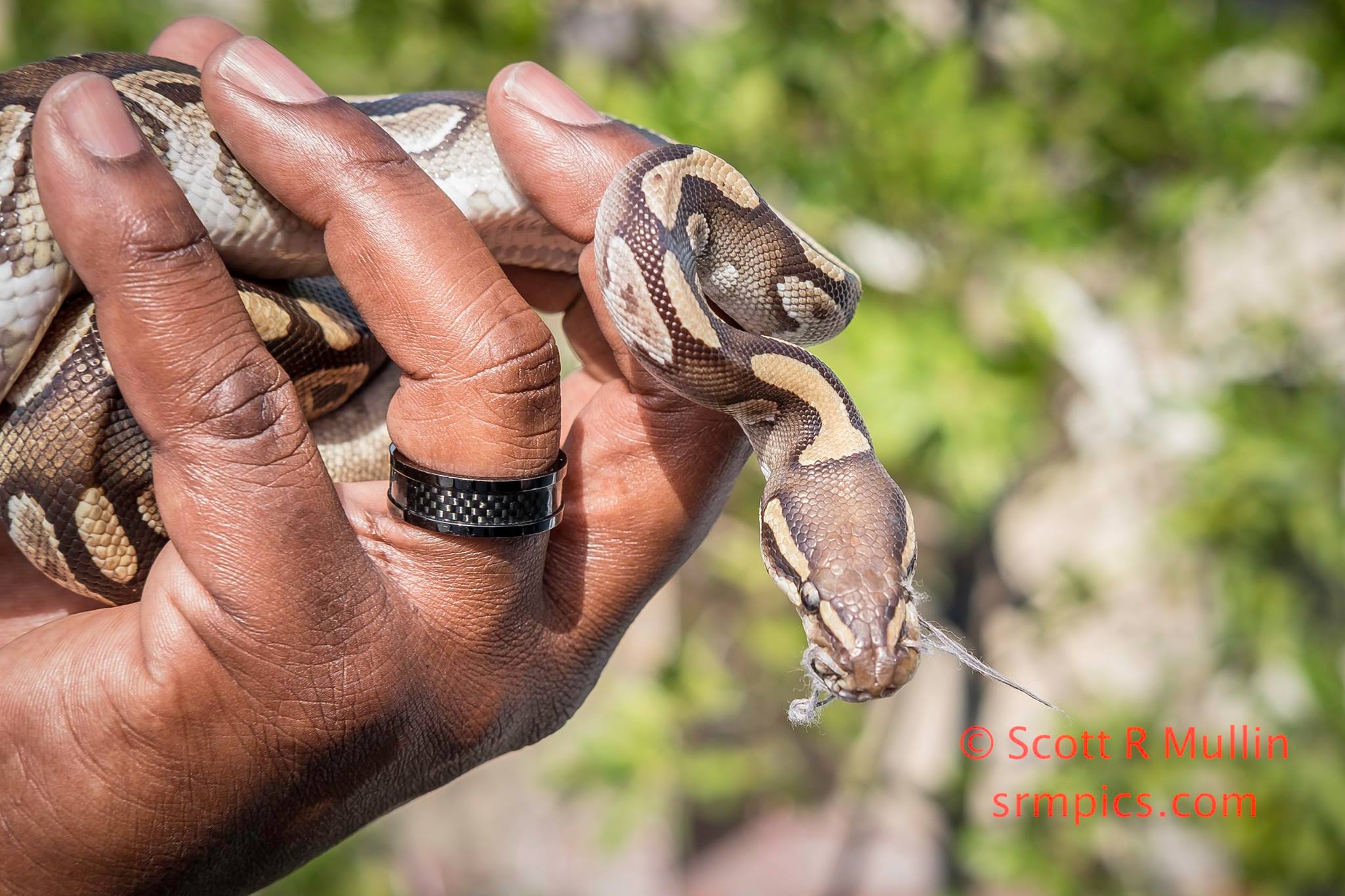 Baby Ball Python found in Southwest Miami-Dade with its mouth sewn shut. (Photo Credit: Lt. Scott Mullin/MDFR)