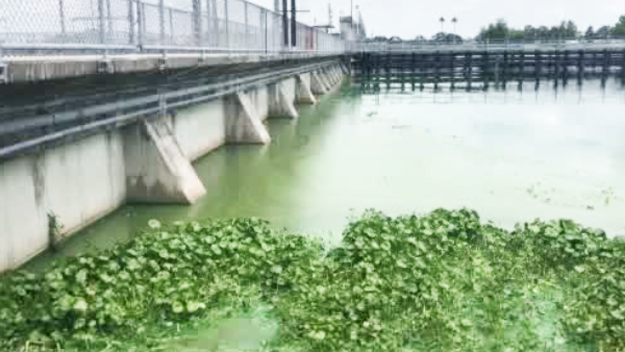 Florida Legislature Passes Bill To Combat Blue-Green Algae Blooms - CBS Miami