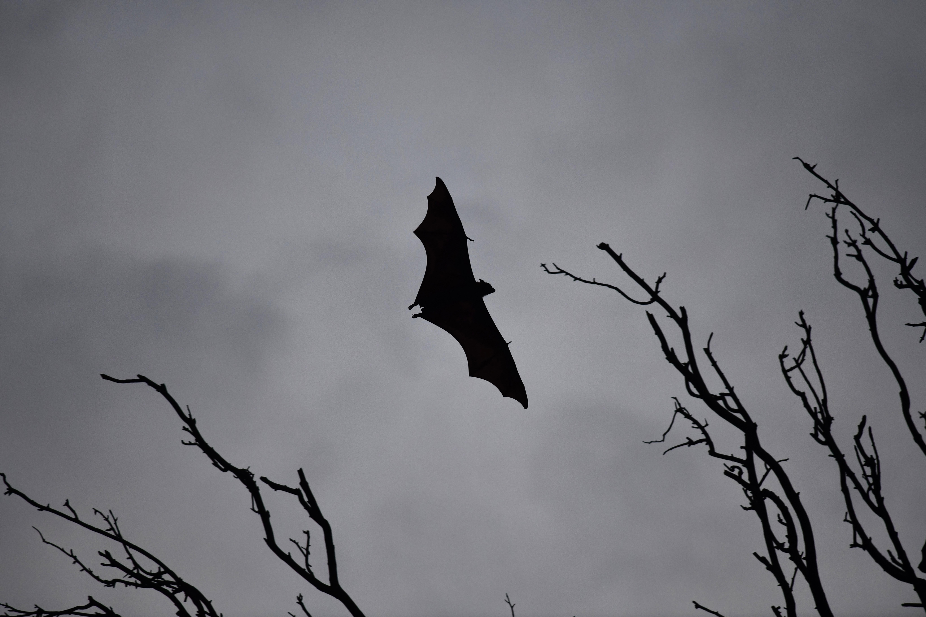 Officials: Now’s The Time To Safely Remove Bats From Your Home, Before Nesting Season