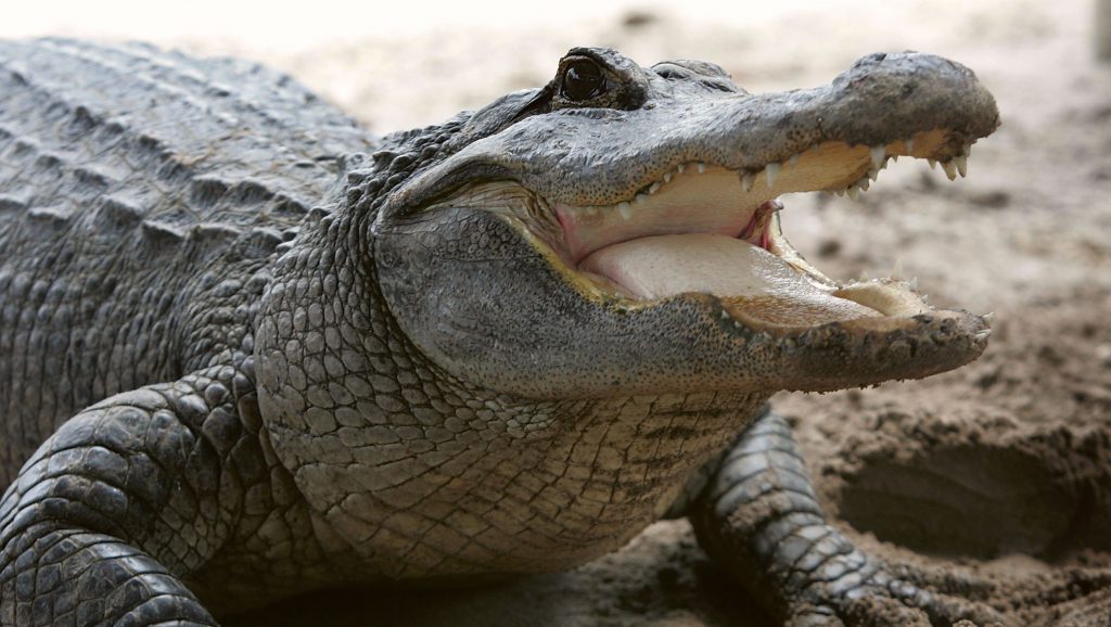 Alligator Kills Dog Chasing Ducks By Florida Pond