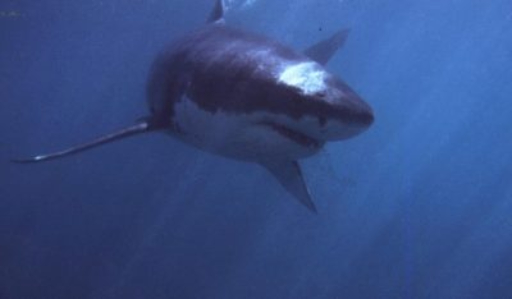 12-Foot Great White Shark Pinged West Of Naples After Hanging Around Florida Keys