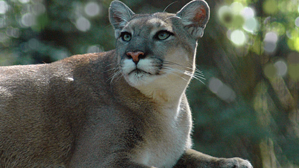 Endangered Florida Panther Dies After Being Struck By A Vehicle