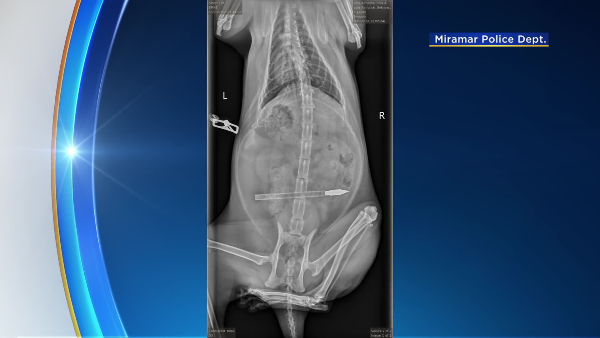 X-ray shows the the arrow in the cat's abdomen