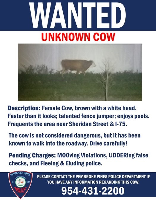 Loose cow sought by police 