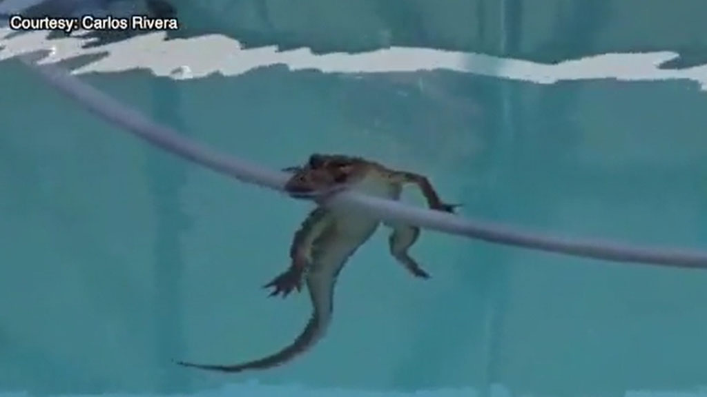 Florida Man Finds Gator Doing Laps In Backyard Pool Cbs Miami