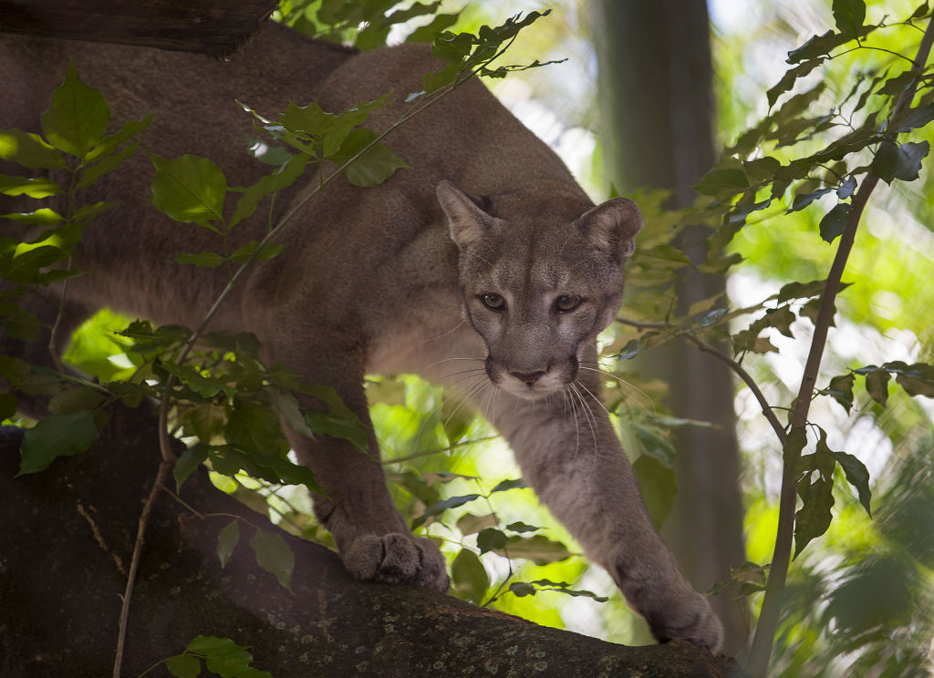 Another Endangered Florida Panther Struck And Killed By Vehicle