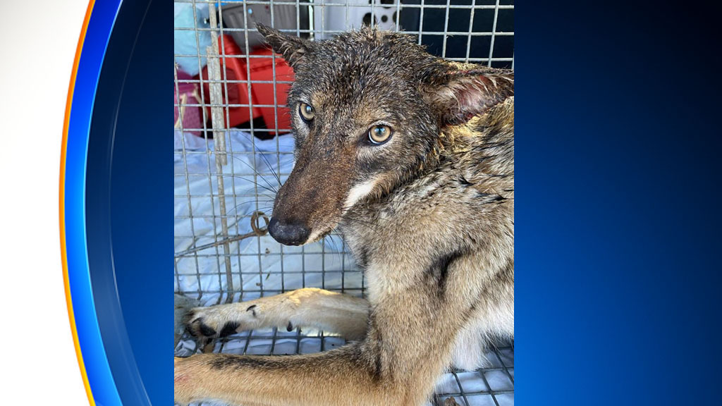 Coyote With Head Stuck In Pretzel Jar Rescued By Florida Wildlife Rescue Team – CBS Miami