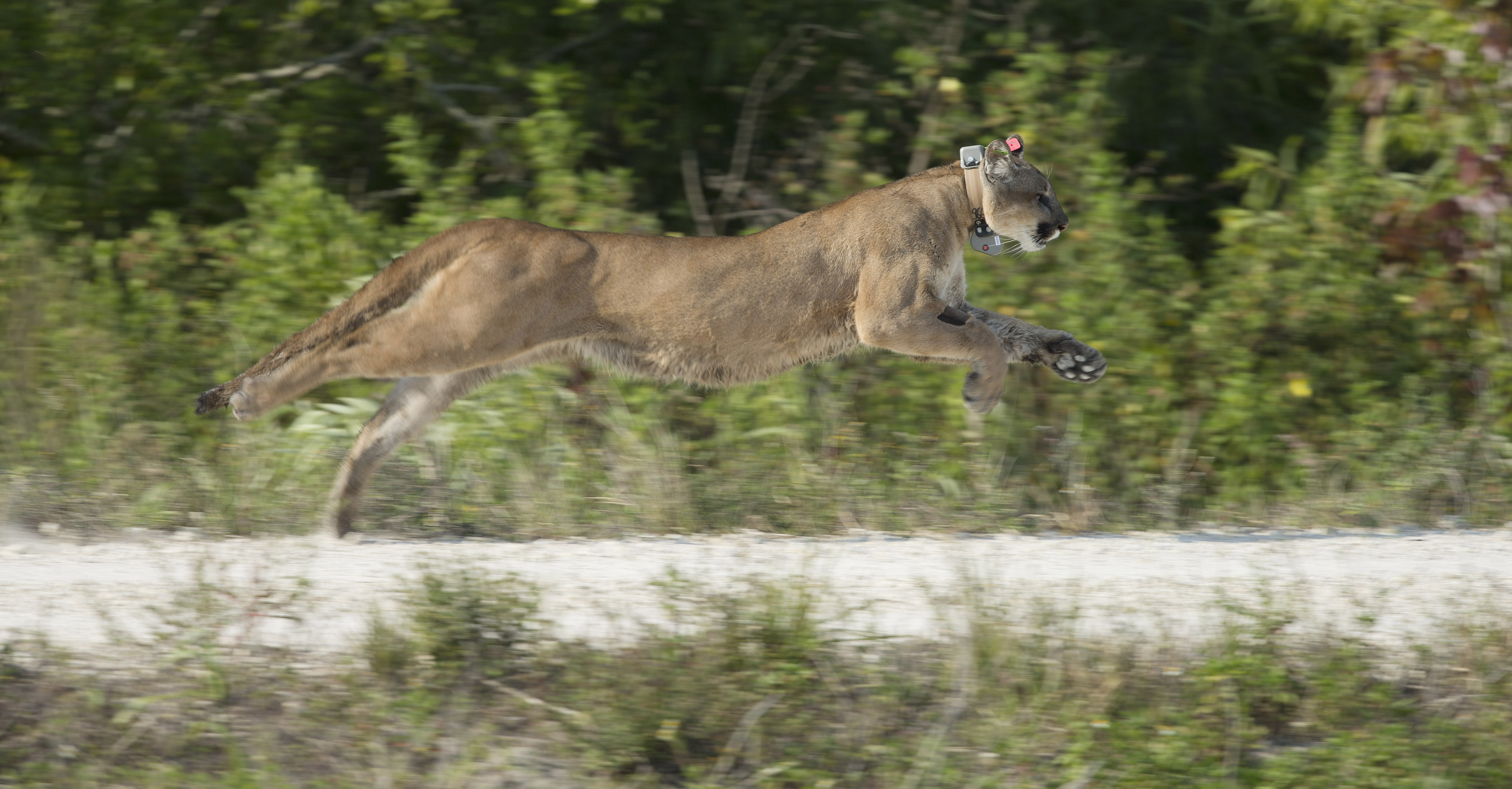 Endangered Florida Panther Struck, Killed By Vehicle In Collier County