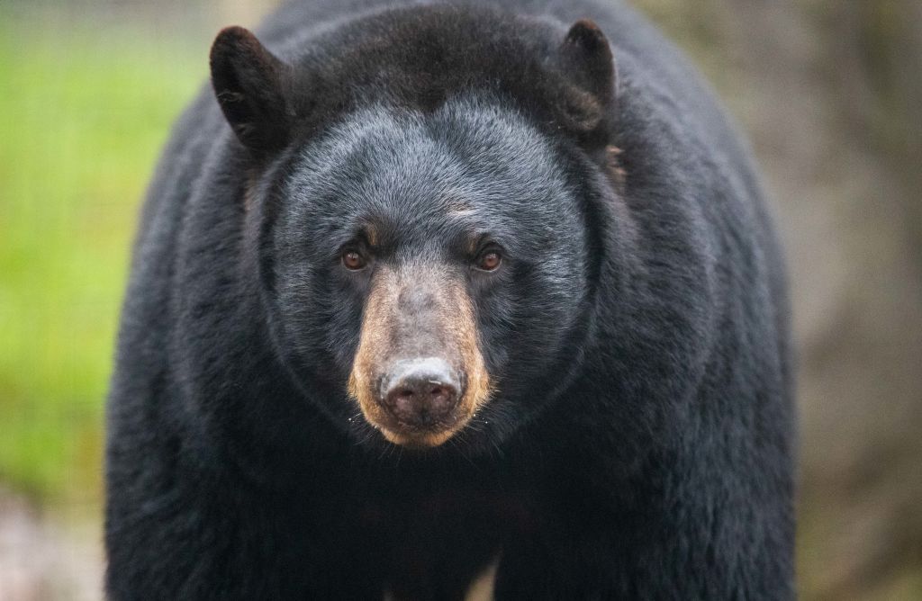 Florida Seeks ‘Bear Response’ Workers In Efforts To Reduce Human & Bear Interactions
