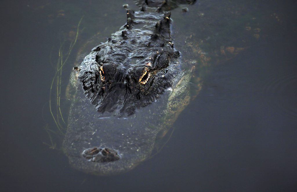 File photo of an alligator. (Photo by Joe Raedle/Getty Images)