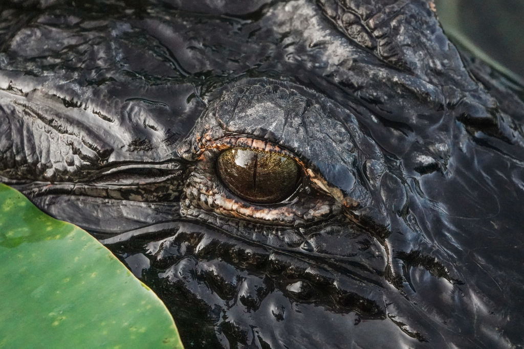Florida Wildlife Officials Agree To Around-The-Clock Alligator Hunting