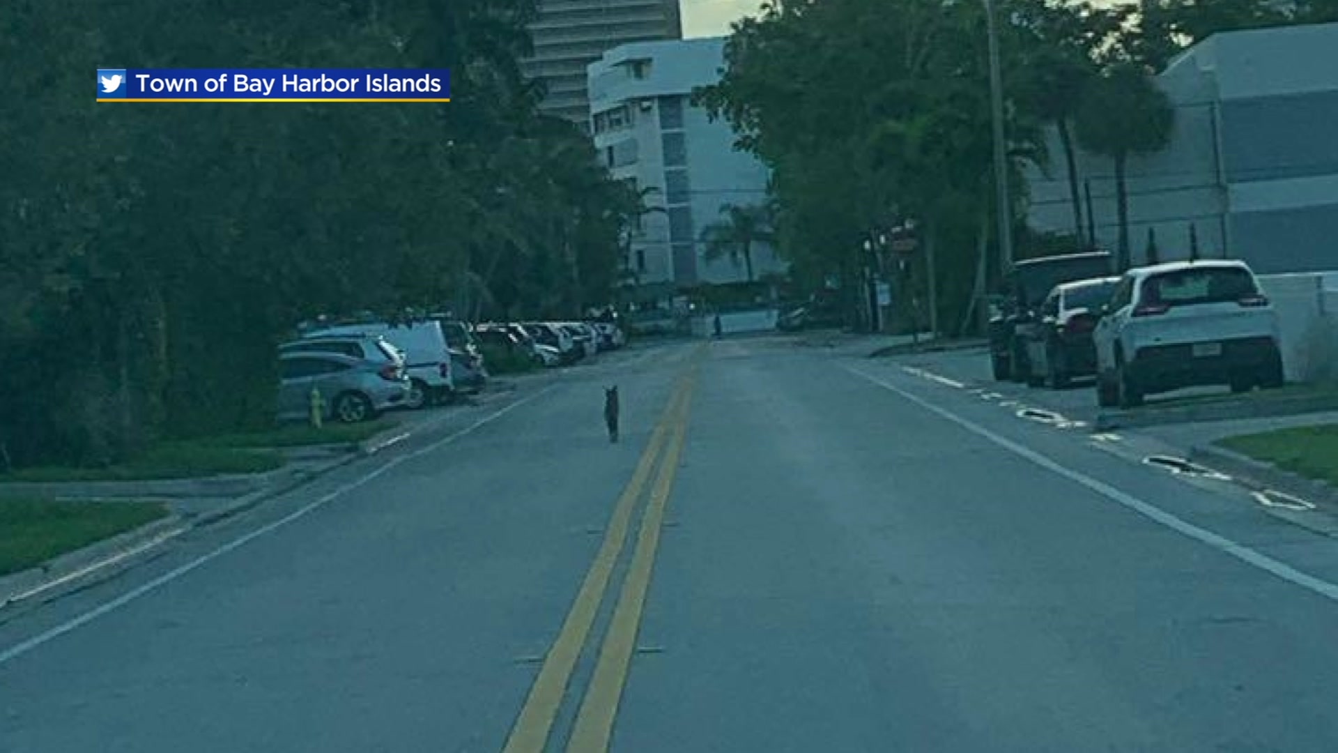 Bay Harbor Islands Police Put Out Alert After Coyote Spotted