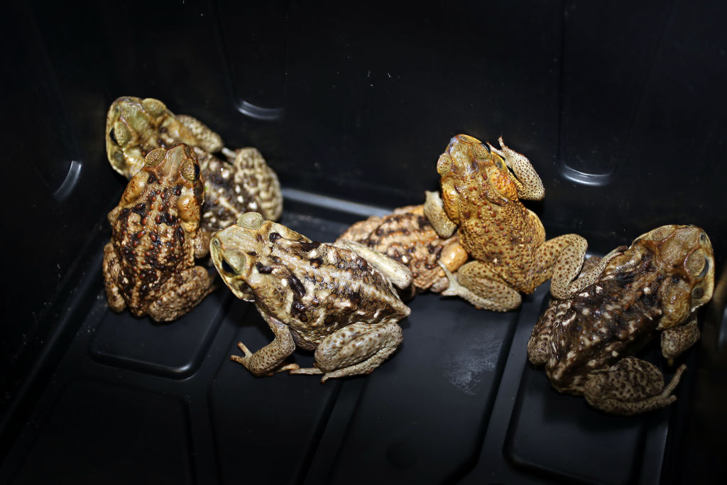 Large, Invasive Toxic Cane Toads Enjoy Summer Nights In South Florida & Threaten Your Pets