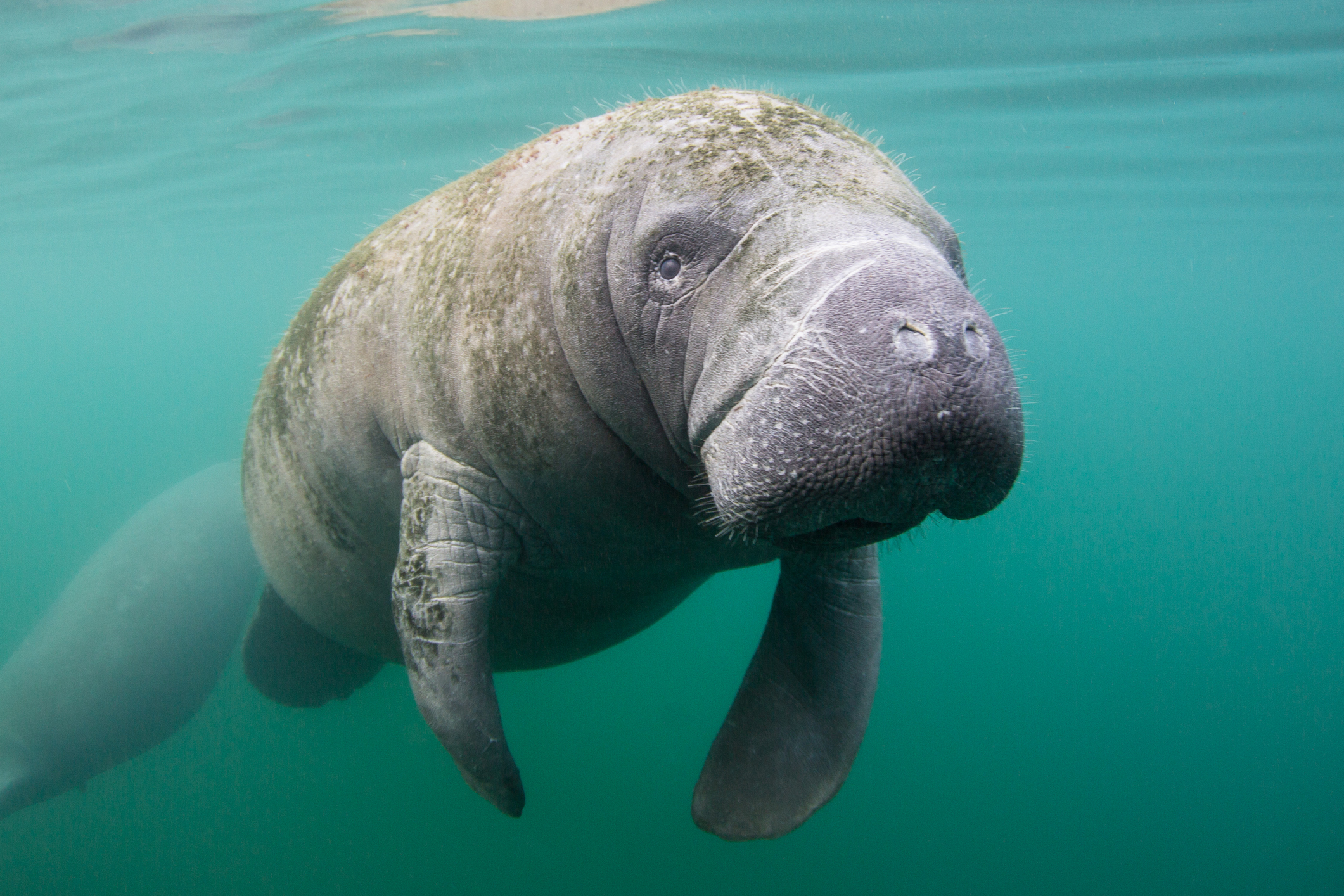 Officials: Starving Florida Manatees Fed More Than 25 Tons Of Lettuce