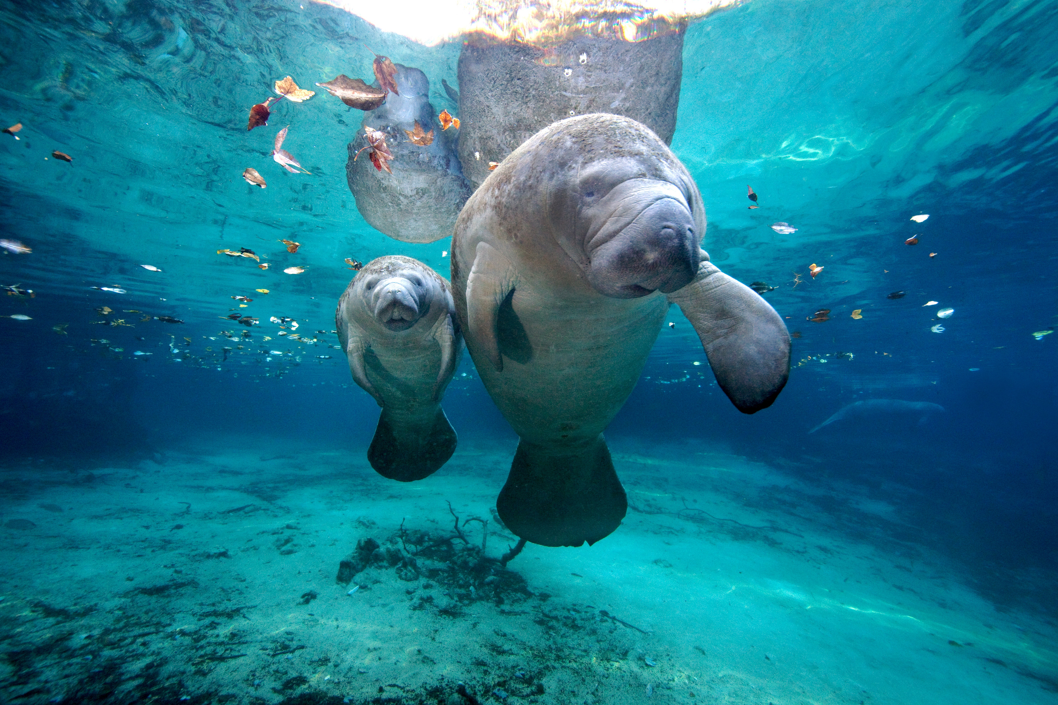 Going Boating This Weekend? Don’t Forget To Watch Out For Manatees