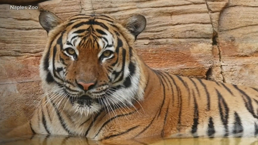 Man Could Face Charges In Naples Zoo Tiger Attack