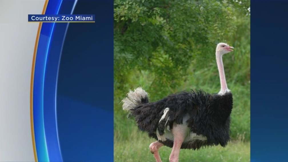 Red, Long-Time Zoo Miami Resident Ostrich Found Dead