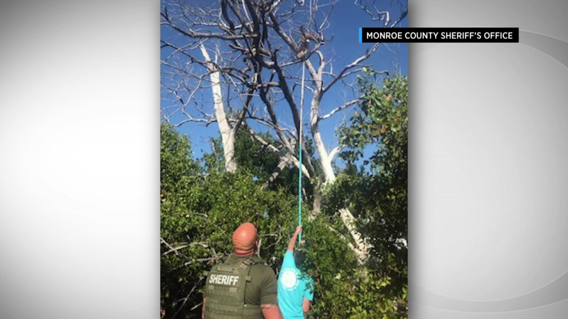 Monroe County Deputies Help Save Osprey Caught In Fishing Line
