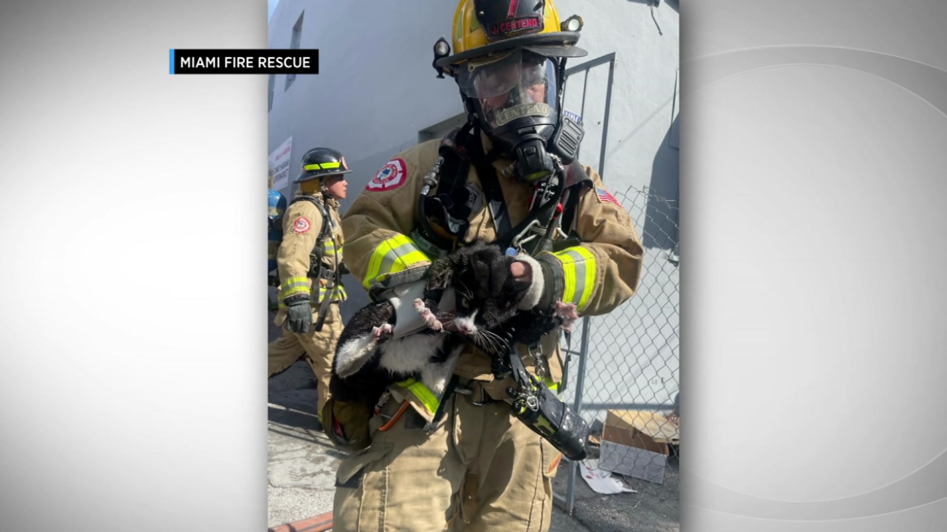 Cat Saved From Burning Miami Apartment