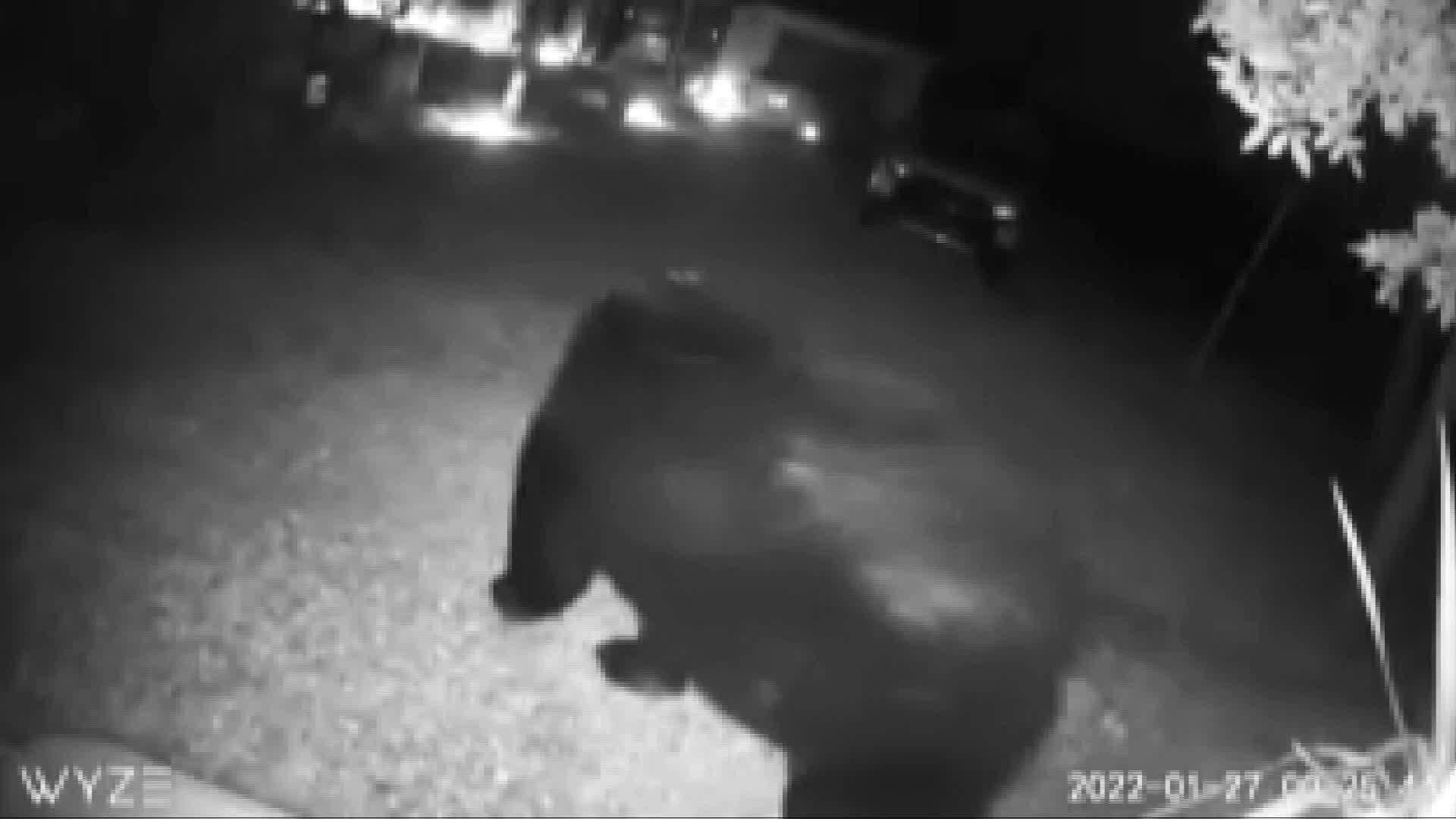 Naples Home Surveillance Camera Captured Visit From Black Bear